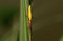 Tetragnatha_extensa_D5082_Z_90_Canal du Nivernais_Frankrijk